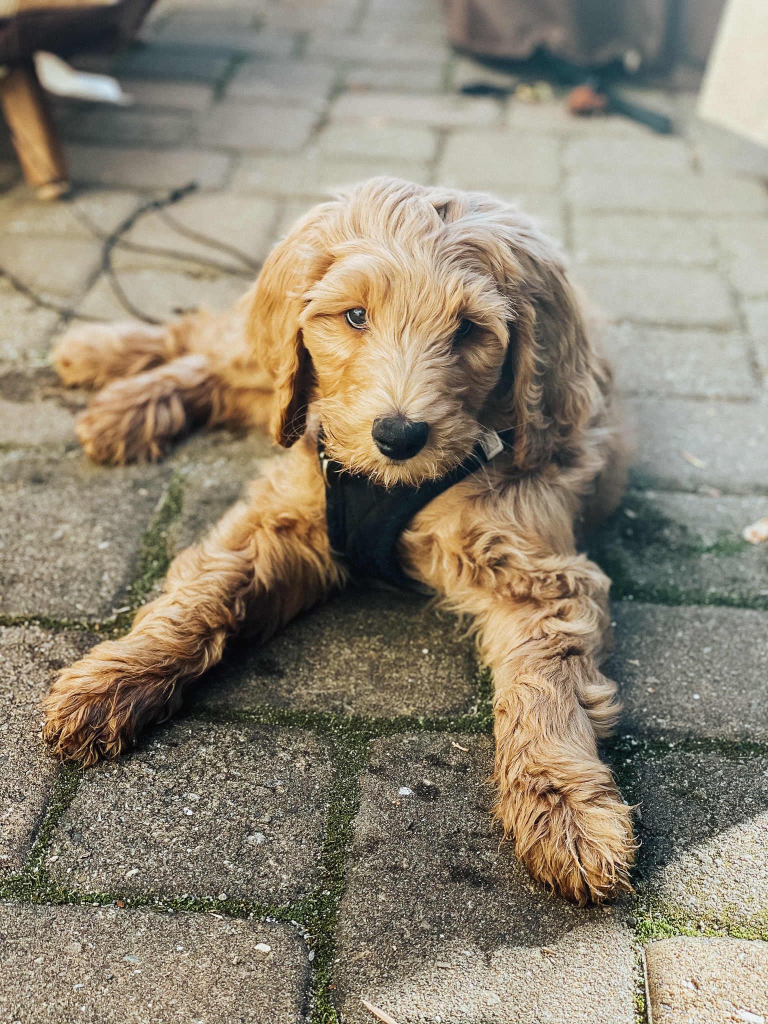 Got the puppy blues? The good news is you aren't alone. Check out these tips and tricks for surviving puppy parenthood.